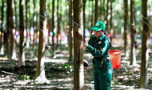 GVR: Cao su Việt Nam đón “cơn mưa giải hạn” trong mảng khu công nghiệp