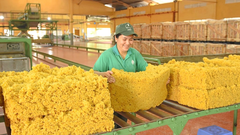 Cao su Việt Nam (GVR): Lãi ròng năm nay có thể tăng 45%, thu hơn 400 tỷ đồng từ việc thoái vốn